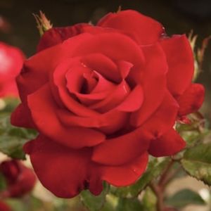 Meet your Posher, Angel